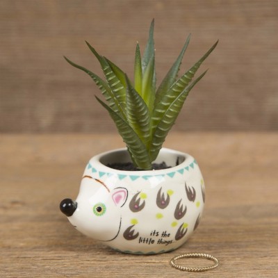 Critter Succulent Hedgehog
